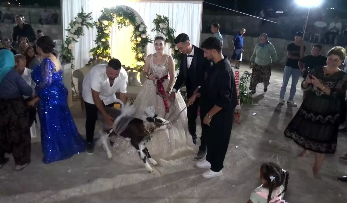 Çanakkale’de Düğün Hediyesi Olarak Buzağı Verildi