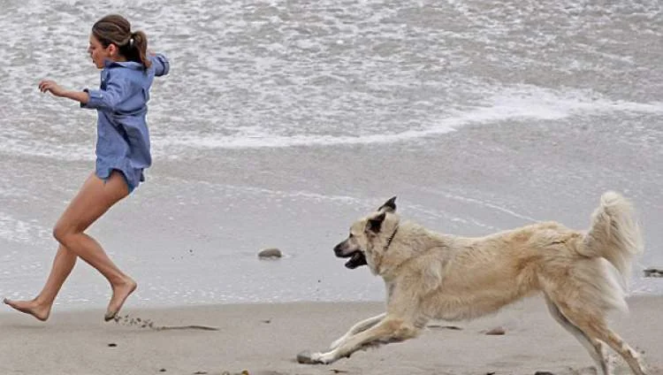 Rüyada Köpekten Kaçtığını Görmek Ne Anlama Gelir, Neye İşarettir?